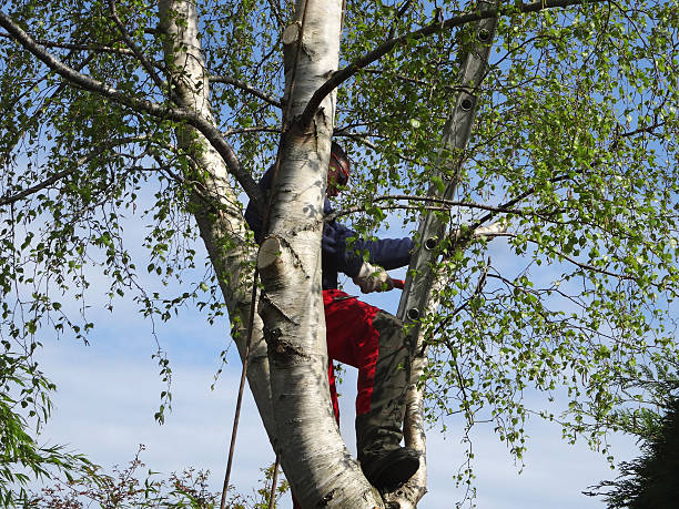 Berlin, WI Tree Services Company