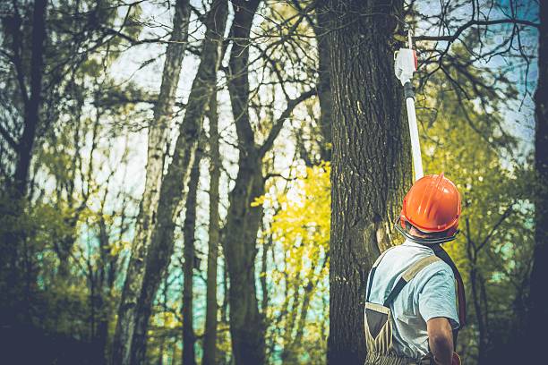 How Our Tree Care Process Works  in  Berlin, WI